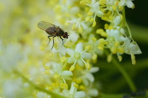 insect  fly  elderflower