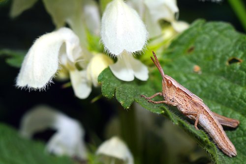 insect  grasshopper  macro