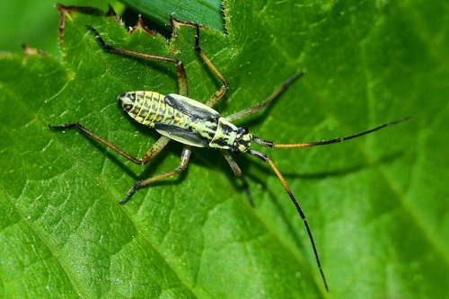 insect  macro