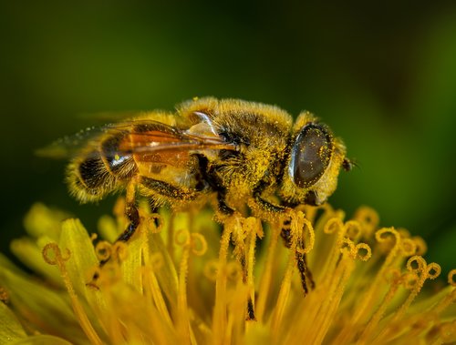 insect  flower  pollen