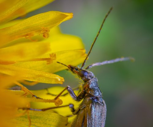 insect  macro  beetle