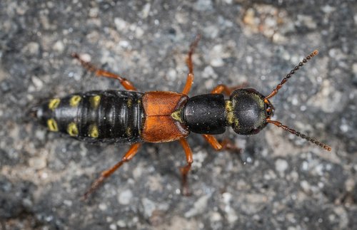 insect  macro