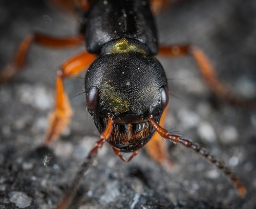 insect  macro  portrait