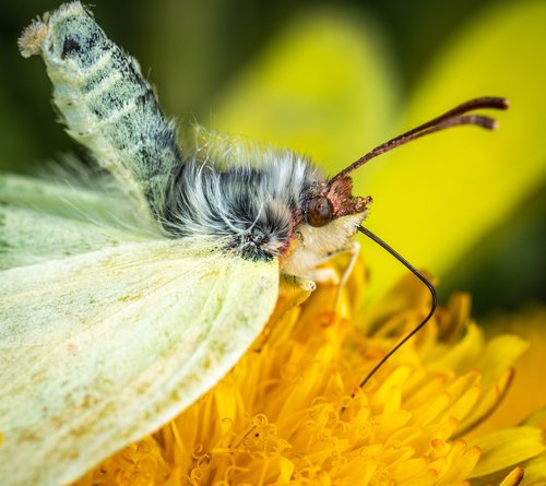 insect  macro  butterfly