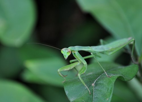 insect  mantis  spring