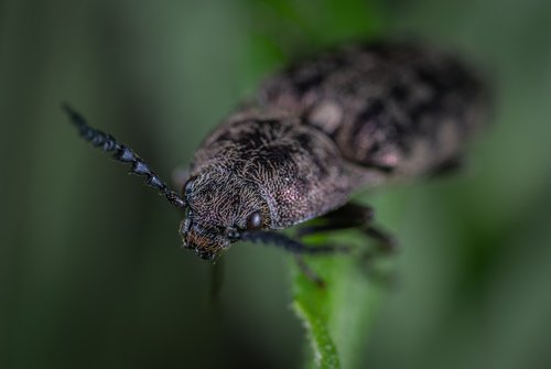 insect  beetle  macro