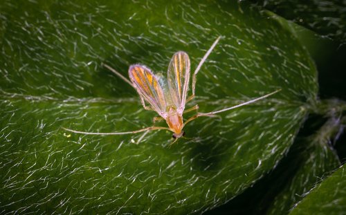 insect  macro