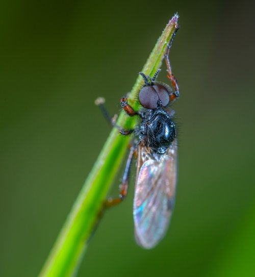 insect  fly  blade of grass