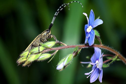 insect  flowers  macro