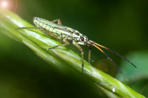 insect  macro  nature