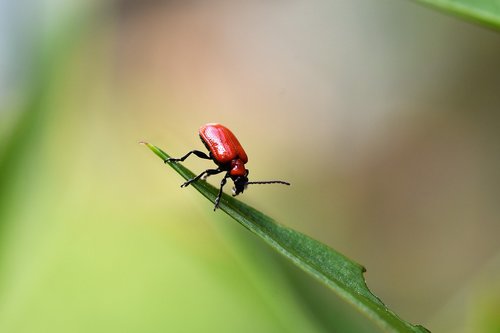 insect  nature