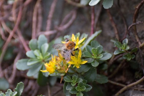 insect  flowers  nature