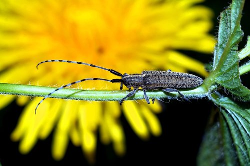 insect  macro