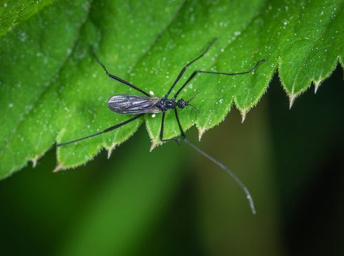 insect  macro