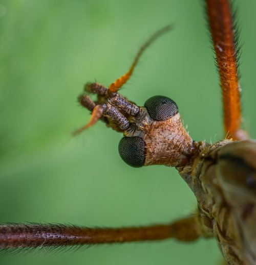 insect  macro  the mosquito dolgonogi