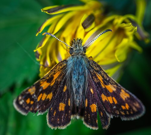 insect  macro  butterfly