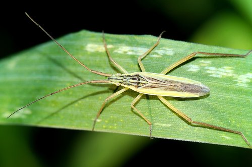 insect  pluskwiak  closeup