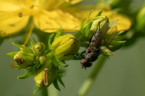 insect  housefly  fly