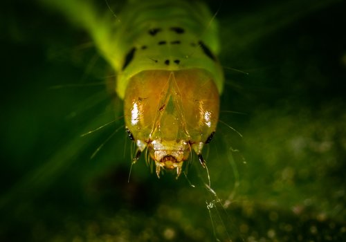 insect  macro  bespozvonochnoe