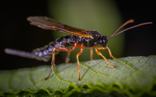 insect  bespozvonochnoe  macro