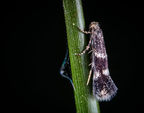 insect  bespozvonochnoe  lepidoptera