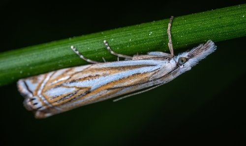 insect  bespozvonochnoe  lepidoptera