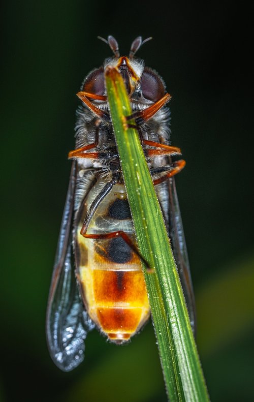 insect  macro  bespozvonochnoe