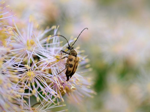 insect  beetle  flower