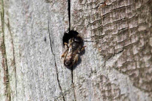 insect  flying  hole