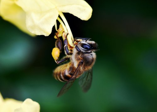 insect  bee  pollen