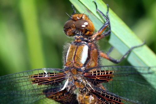 insect  ważka  macro