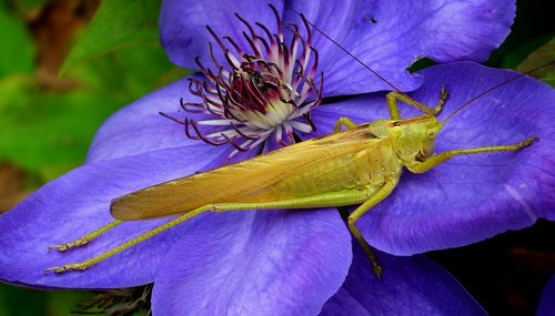 insect  grasshopper  macro
