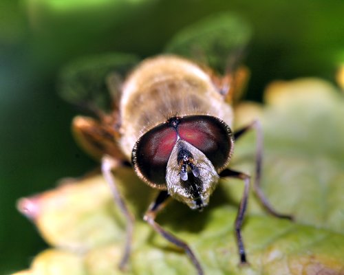 insect  macro  nature