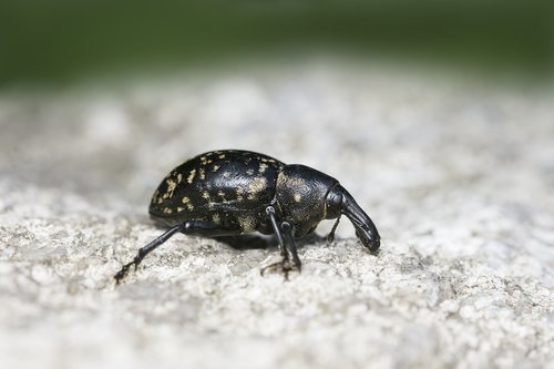 insect  beetle  nose