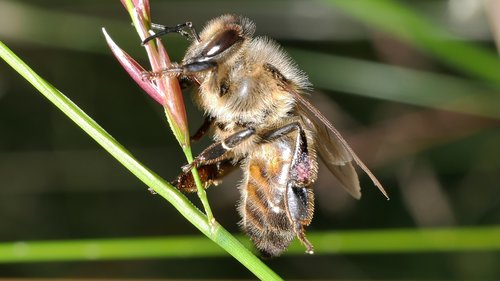 insect  bee  macro