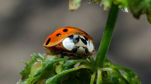 insect  ladybug  macro