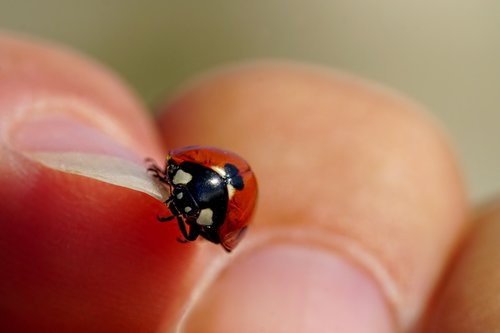 insect  beetle  ladybug