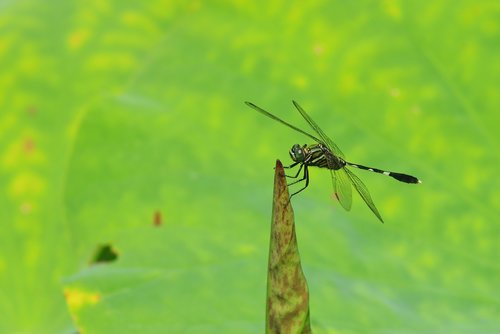 insect  dragonfly  lotus