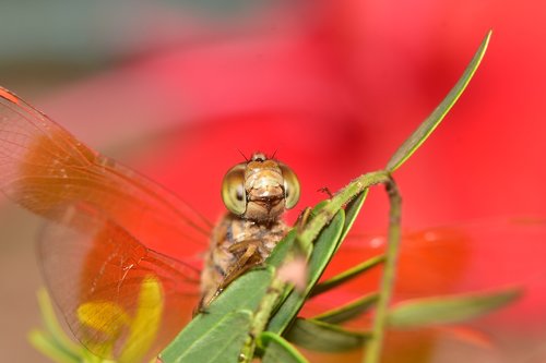 insect  dragon fly  green insects