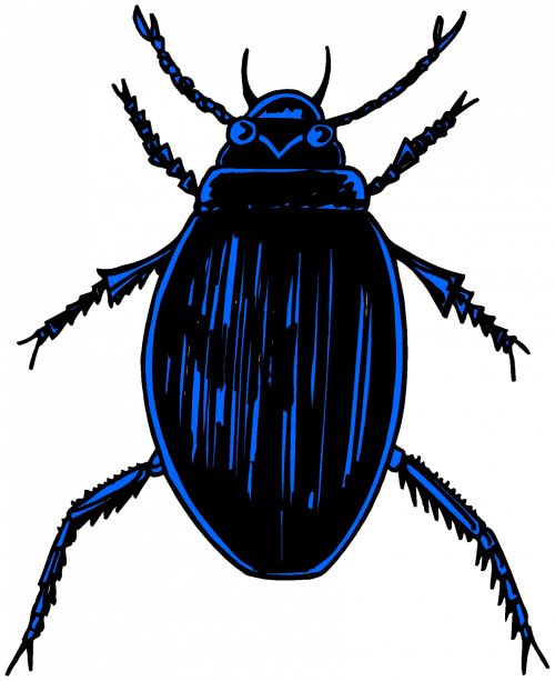 Insect 35