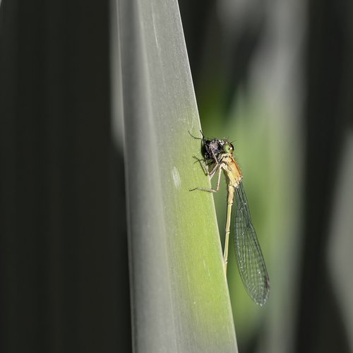 insect  dragonfly  spring