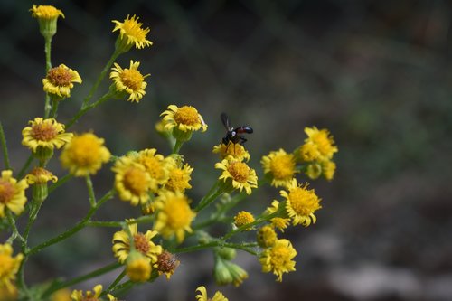 insect  macro  plant