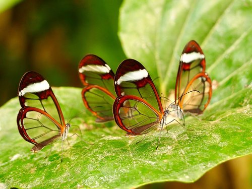 insect  butterfly  close up