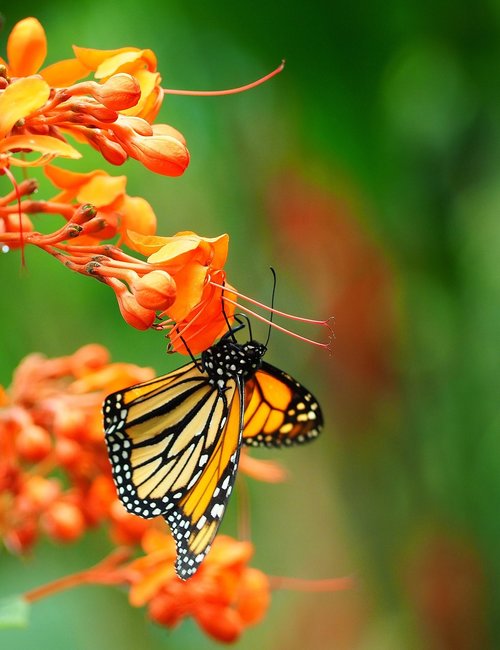 insect  butterfly  close up