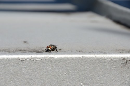 insect  visitor  doodlebug