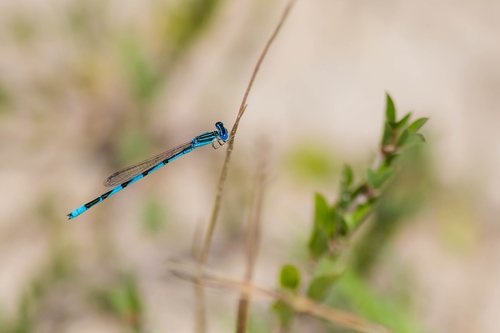 insect  blue  branch