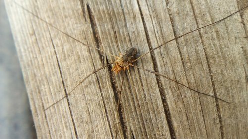 insect  arthropod  spider