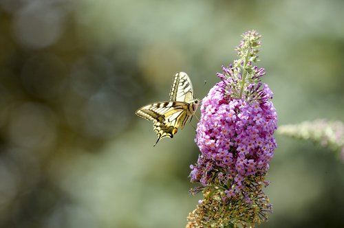 insect  butterfly  dovetail