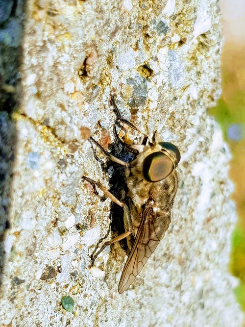insect  fly  bug