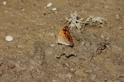 insect  butterfly  mud